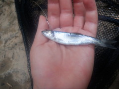 Cyprinella spiloptera