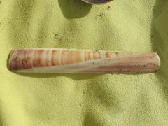Ensis minor