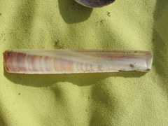 Ensis minor