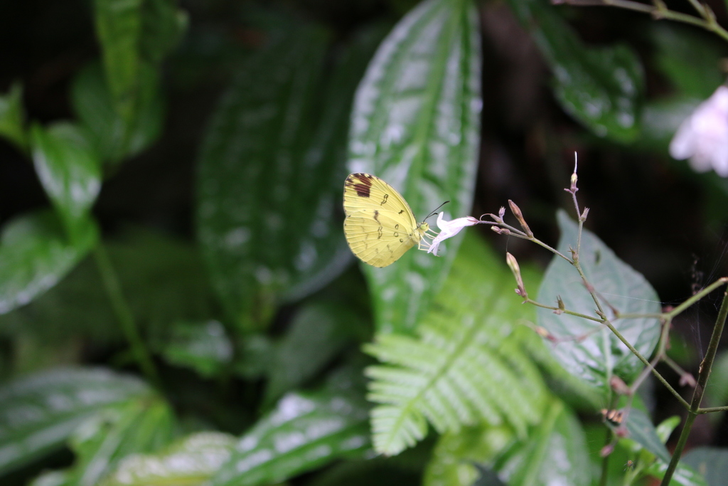 Eurema beatrix
