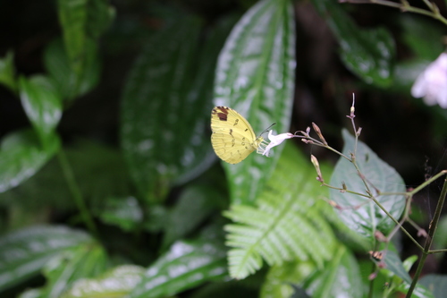 Eurema beatrix