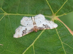 Idaea mustelata
