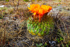 Matucana aureiflora × intertexta