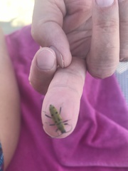 Chlorophorus glabromaculatus