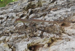 Anolis auratus