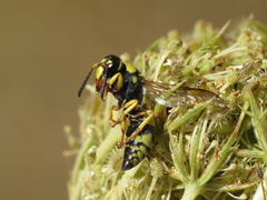 Euodynerus variegatus