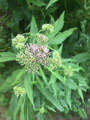 Eupatorium cannabinum