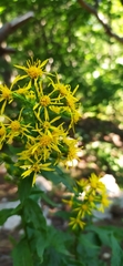 Solidago virgaurea taurica