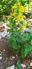 Solidago virgaurea taurica