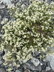 Galium anisophyllon