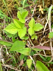 Rubus saxatilis