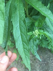 Eupatorium cannabinum