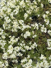 Galium anisophyllon