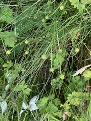 Ranunculus repens
