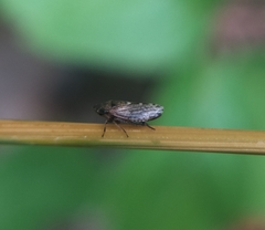 Aphrodini