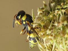 Euodynerus variegatus