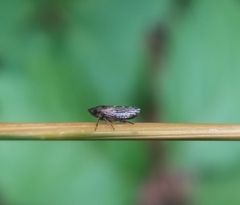 Aphrodini
