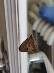 Hermeuptychia canthe