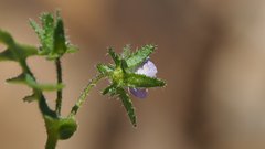 Pholistoma auritum arizonicum