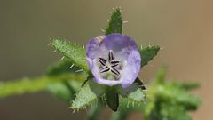 Pholistoma auritum arizonicum