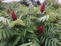 Rhus typhina