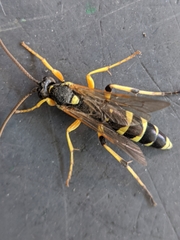 Ichneumon sarcitorius