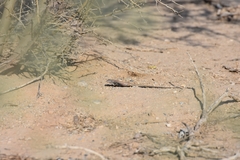 Aspidoscelis marmoratus