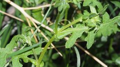 Pholistoma auritum arizonicum