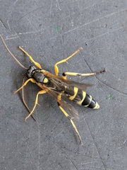 Ichneumon sarcitorius