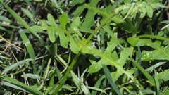 Pholistoma auritum arizonicum
