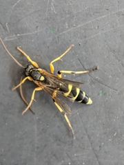 Ichneumon sarcitorius