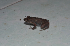 Eleutherodactylus planirostris