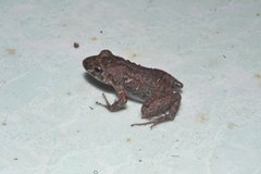 Eleutherodactylus planirostris