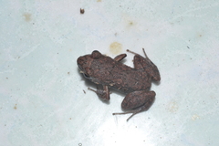 Eleutherodactylus planirostris