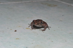 Eleutherodactylus planirostris