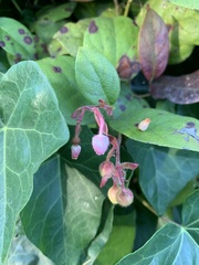 Gaultheria shallon