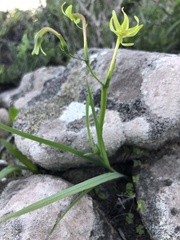 Freesia viridis viridis