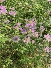 Monarda fistulosa
