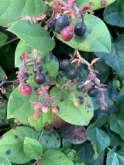 Gaultheria shallon