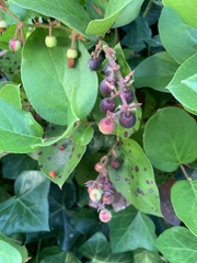 Gaultheria shallon