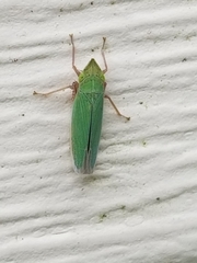 Draeculacephala antica