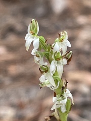 Platanthera yadonii
