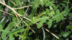 Pholistoma auritum arizonicum