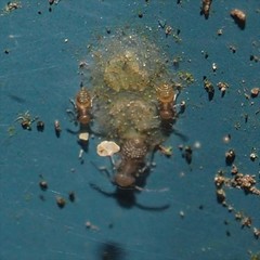 Ectopsocus meridionalis