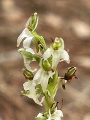 Platanthera yadonii
