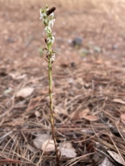 Platanthera yadonii