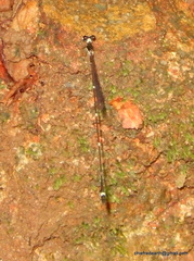 Protosticta gravelyi