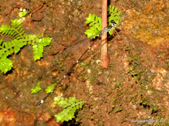 Protosticta gravelyi