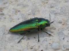 Eurythyrea micans