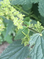Lepidoptera
